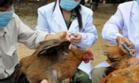 تحذير عالمي: إنفلونزا الطيور يتفشى بشدة في أوروبا وآسيا