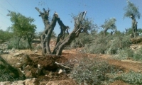 المستوطنون يقتلعون 700 شجرة زيتون في بلدة برقة